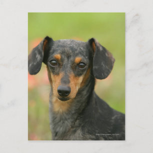 Miniaturdoachshund Puppy Tittar på Vykort