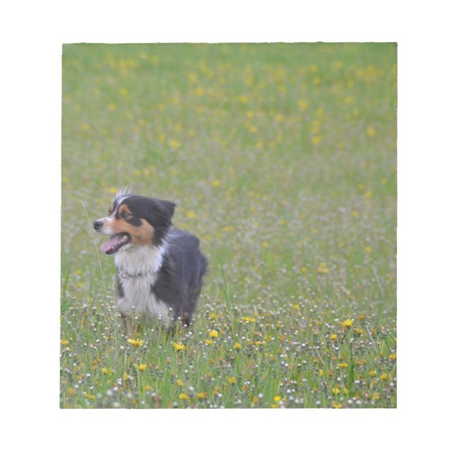Miniature American Shepherd Black Tri Fält Anteckningsblock (Framsida)