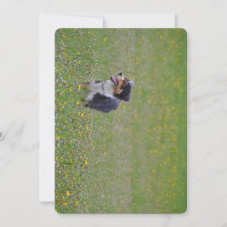 Miniature American Shepherd Black Tri Fält Inbjudningar