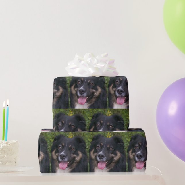 Miniature American Shepherd Black Tri Presentpapper (Festgåvor)
