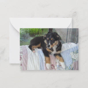 Miniature American Shepherd Black Tri Puppy Anteckningskort