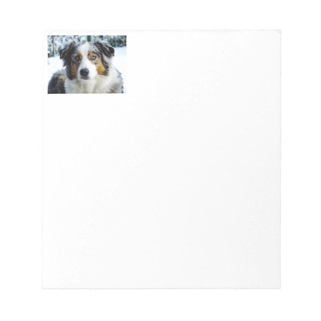 Miniature American Shepherd Blue Merle Anteckningsblock (Framsida)