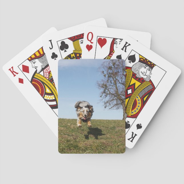 Miniature American Shepherd Blue Merle Jumping Casinokort (Baksidan)