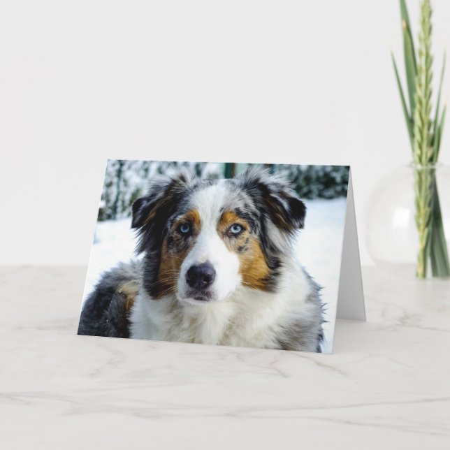 Miniature American Shepherd Blue Merle Kort (Framsida)