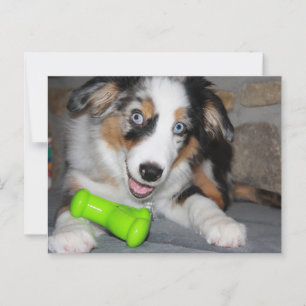 Miniature American Shepherd Blue Merle Puppy Vykort