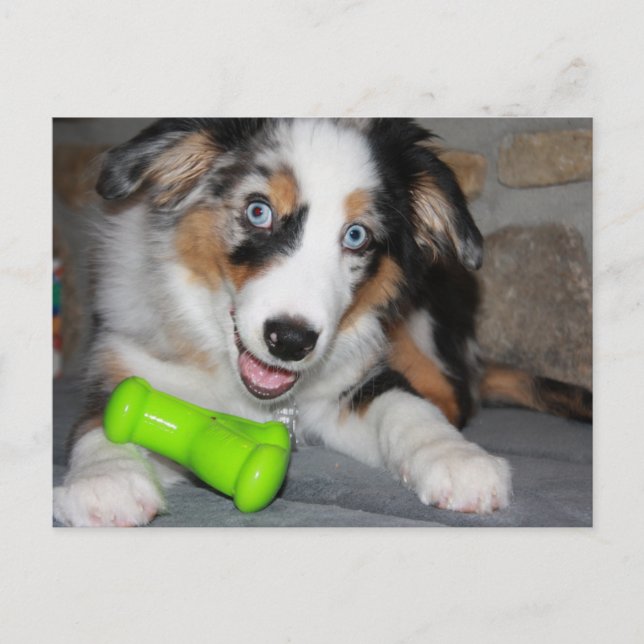 Miniature American Shepherd Blue Merle Puppy Vykort (Framsida)