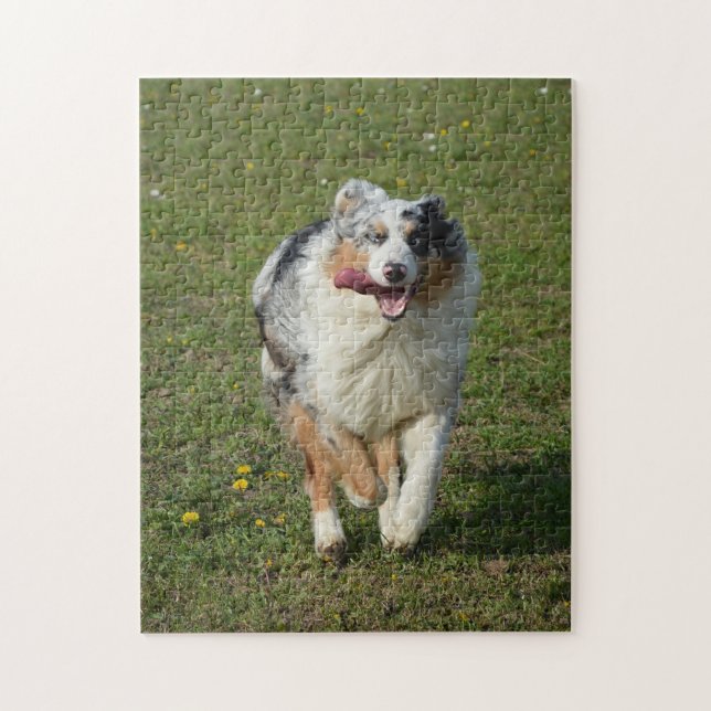 Miniature American Shepherd Blue Merle Running Pussel (Vertikal)
