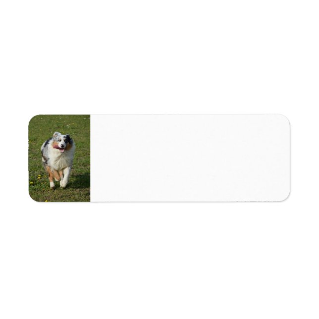 Miniature American Shepherd Blue Merle Running Returadress Etikett (Framsidan)