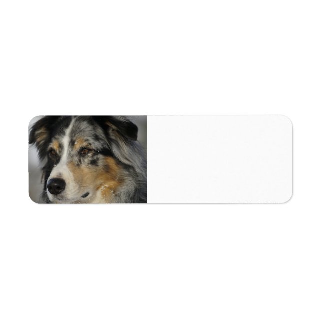 Miniature American Shepherd Blue Merle second Returadress Etikett (Framsidan)