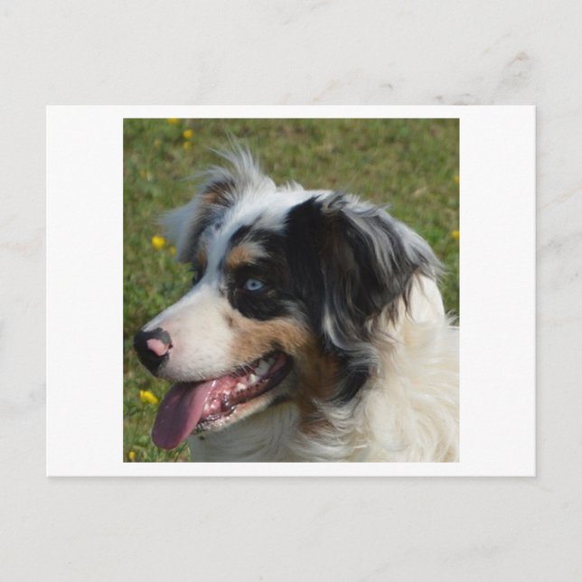 Miniature American Shepherd Blue Merle Vykort (Framsida)