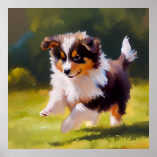 Miniature American Shepherd Hund Poster (Framsidan)
