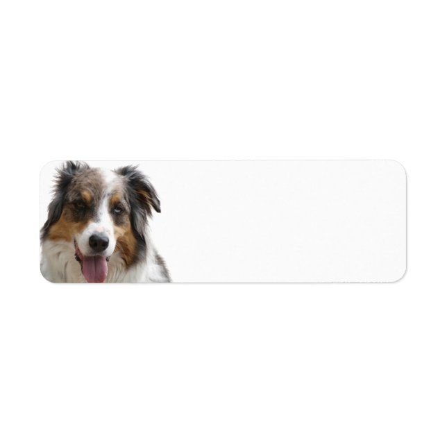 Miniature American Shepherd Merle Returadress Etikett (Framsidan)
