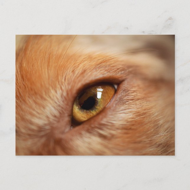Miniature American Shepherd Red Merle Öga Vykort (Framsida)
