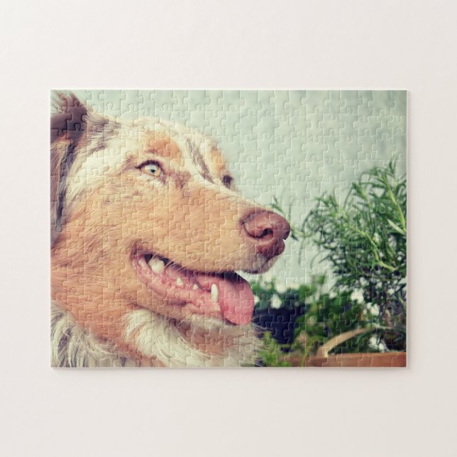 Miniature American Shepherd Red Merle Pussel (Horisontell)