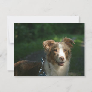Miniature American Shepherd Red Merle Vykort