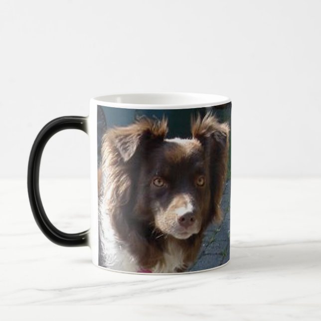 miniature american shepherd red tri magisk mugg (Vänster)