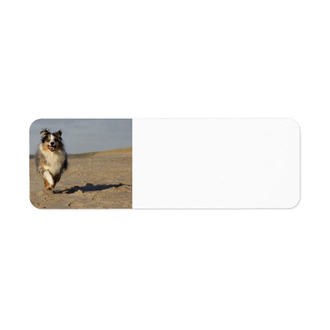 Miniature American Shepherd Running On Beach Returadress Etikett (Framsidan)