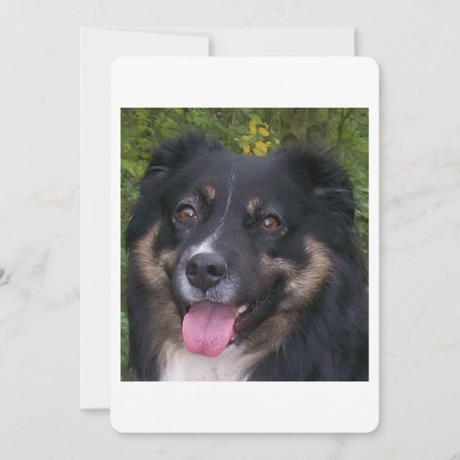 Miniature American Shepherd Svart Tri Inbjudningar (Framsida)