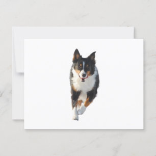 Miniature American Shepherd Svart Tri Löpning Vykort