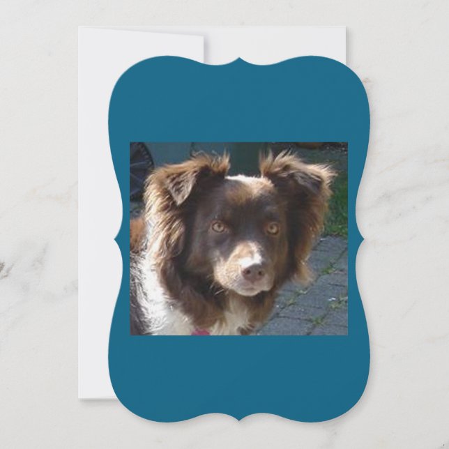 Miniature American Shepherrd Red Tri-kort (Framsida)