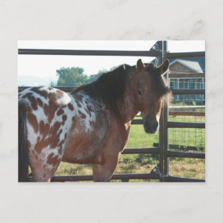 Miniature Appaloosa Stallion Vykort