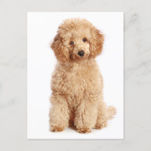 Miniature Apricot Pudel Puppy Hund Blank vykort