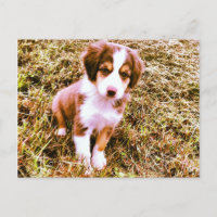 Miniature Australian shepherd! Mini Aussie Puppy!
