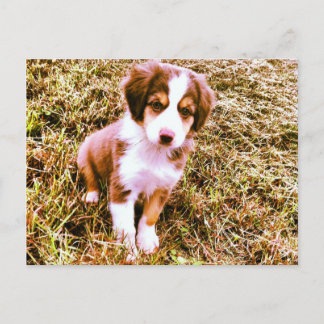 Miniature Australian shepherd! Mini Aussie Puppy! Vykort