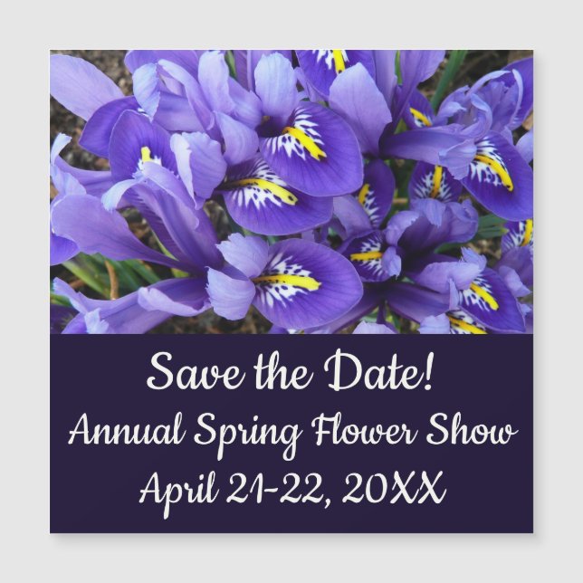 Miniature Blue Irises Vår Blommigt (Framsida)