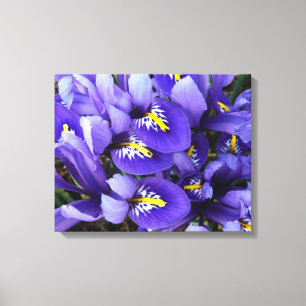 Miniature Blue Irises Vår Blommigt Canvastryck