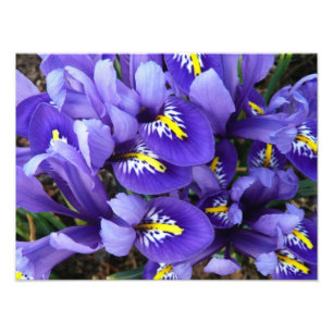 Miniature Blue Irises Vår Blommigt Fototryck