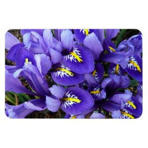 Miniature Blue Irises Vår Blommigt Magnet