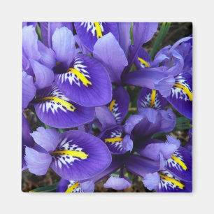 Miniature Blue Irises Vår Blommigt Magnet