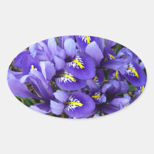 Miniature Blue Irises Vår Blommigt Ovalt Klistermärke