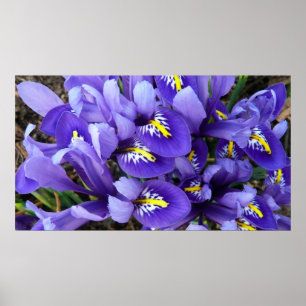 Miniature Blue Irises Vår Blommigt Poster