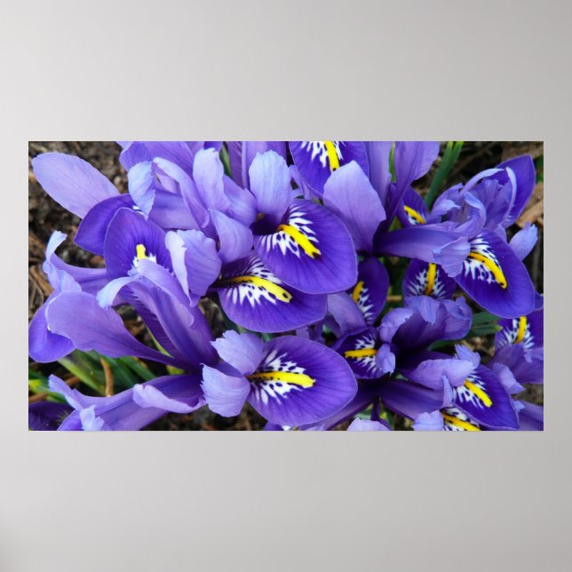 Miniature Blue Irises Vår Blommigt Poster (Framsidan)