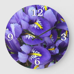Miniature Blue Irises Vår Blommigt Stor Klocka