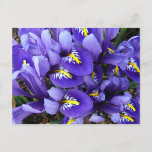 Miniature Blue Irises Vår Blommigt Vykort