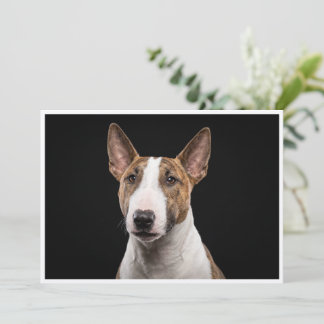 Miniature Bull Terrier isolerad på svart bakgrund Inbjudningar