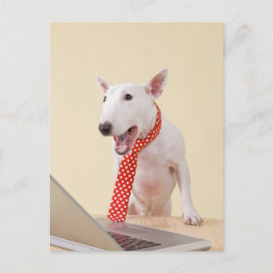 Miniature Bull Terrier tittar på bärbar dator. Vykort