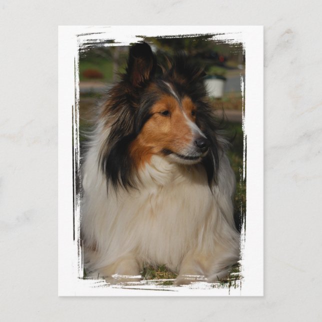 Miniature Collie Postcard Vykort (Framsida)