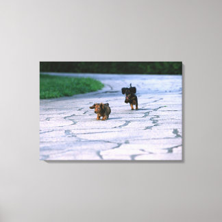 Miniature Dachshund 3 Canvastryck