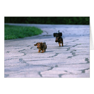 Miniature Dachshund 3 Hälsningskort