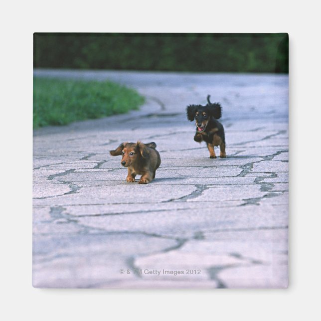 Miniature Dachshund 3 Magnet (Framsidan)