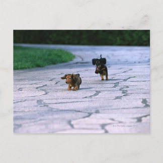 Miniature Dachshund 3 Vykort