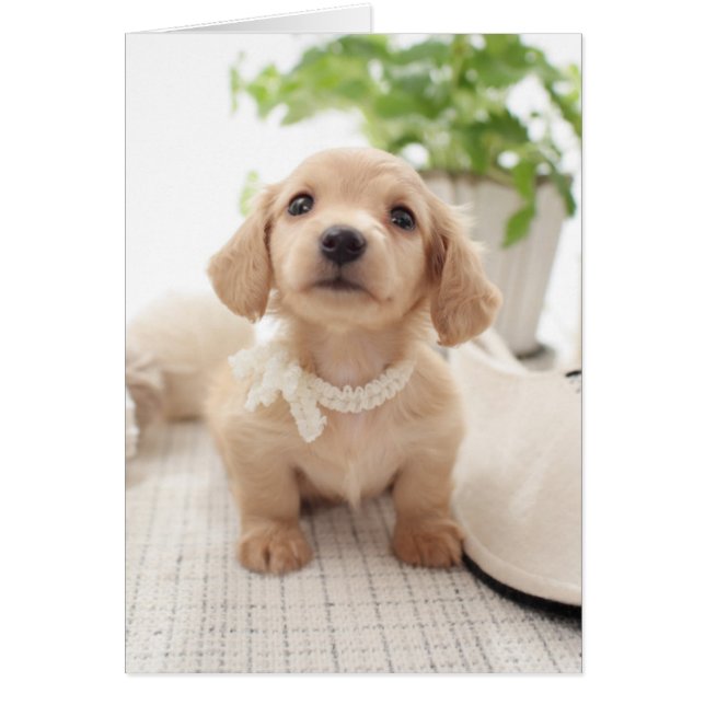 Miniature Dachshund Hälsningskort (Framsidan)