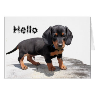 Miniature Dachshund Hälsningskort
