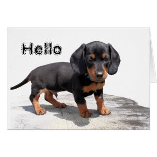 Miniature Dachshund Hälsningskort