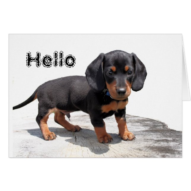 Miniature Dachshund Hälsningskort (Framsidan Horizontal)