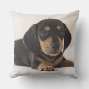 Miniature Dachshund Kudde